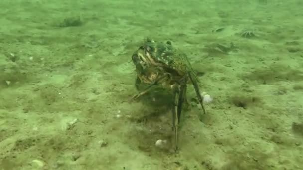 绿螃蟹或滨蟹 Carcinus Maenas 沿着沙底行走 然后停下来 — 图库视频影像