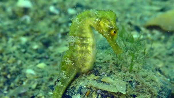 Langschnauzenseepferdchen Hippocampus Guttulatus Grünes Seepferdchen Gegen Meeresboden Nahaufnahme — Stockvideo