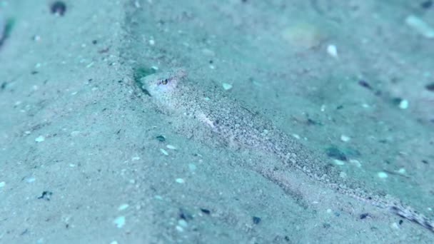 Risso Dragonet Callionymus Risso Een Zanderige Zeebodem Uitstekende Camouflage Snelle — Stockvideo