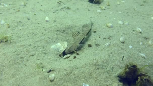 Reproduction Marbled Goby Pomatoschistus Marmoratus Male Enters Nest Begins Ventilate — Stock Video