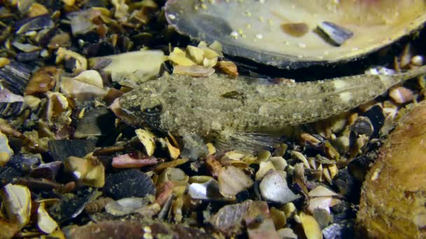 Risso Drache Callionymus Risso Auf Meeresboden Mit Muscheln Bedeckt Draufsicht — Stockvideo