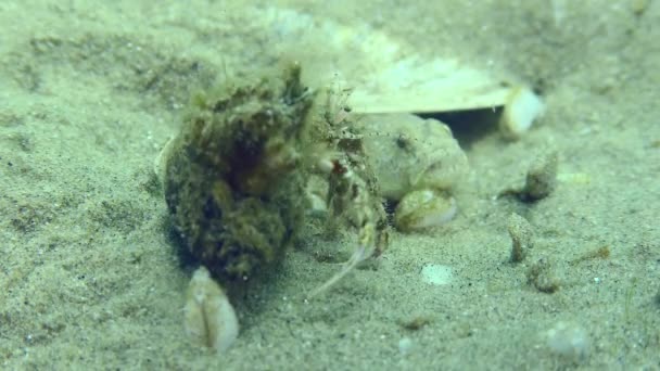 Reproduction Gobie Marbré Pomatoschistus Marmoratus Crabe Ermite Éloigne Nid Permettant — Video