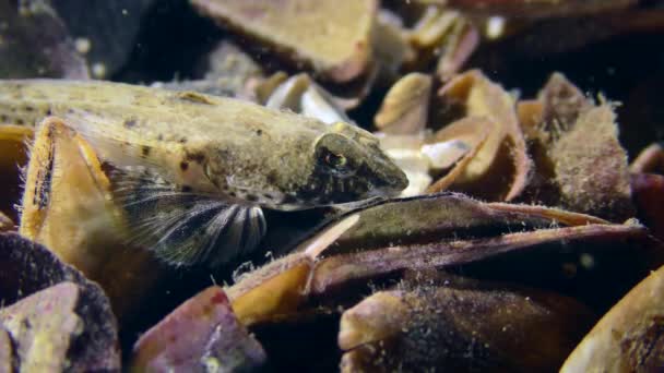 Dragonet Risso Callionymus Risso Fondo Del Mar Cubierto Conchas Retrato — Vídeo de stock