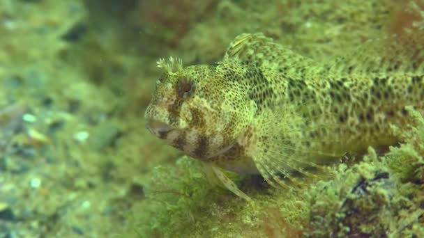 Θηλυκό Tentacled Blenny Parablennius Tentacularis Στο Βυθό Της Θάλασσας Κοντινό — Αρχείο Βίντεο