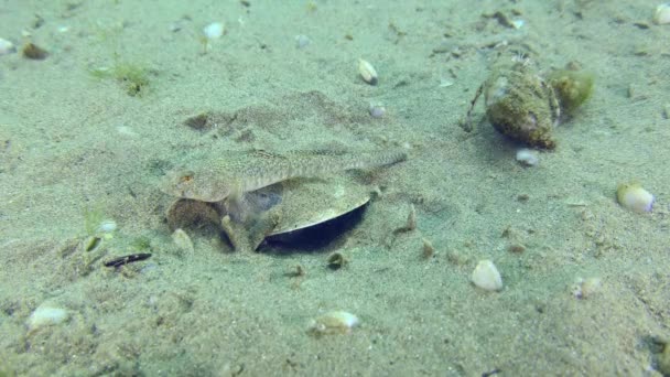 Reproduction Gobie Marbré Pomatoschistus Marmoratus Crabe Ermite Passe Devant Mâle — Video