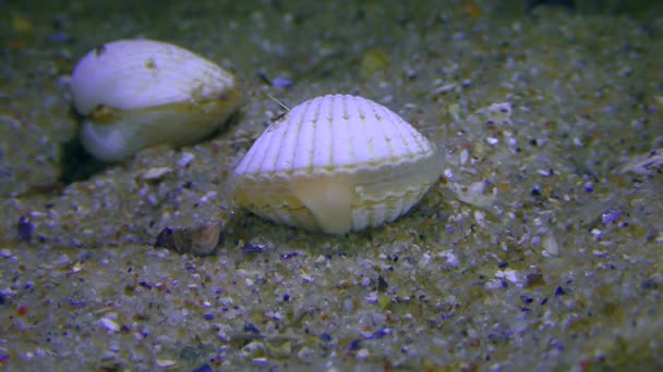 コックルまたはカーディウムクラム Cerastoderma は足によって砂の底を感じます — ストック動画