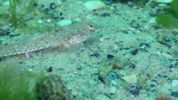 Smok Risso Callionymus Risso Piaszczystym Dnie Morskim Porośniętym Zielonymi Algami — Wideo stockowe