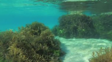 Kahverengi alg ağaçlarıyla kaplı sığ sulardaki kayalar (Cystoseira barbata).