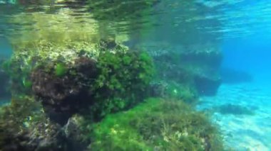 Şnorkelleme: kamera çok sayıda balık ve yosunla kayalık bir sualtı manzarasının üzerinde hareket eder.