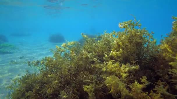 Unterwasserlandschaft Büsche Aus Braunalgen Wiegen Sich Takt Der Schrägen Strahlen — Stockvideo
