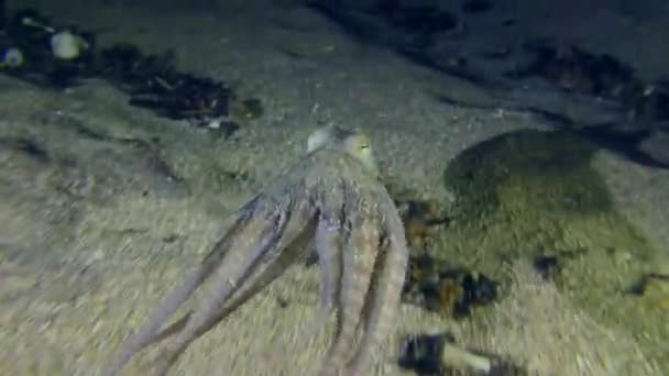 Plastik Morzu Ośmiornica Octopus Vulgaris Porusza Się Wzdłuż Dna Morskiego — Wideo stockowe