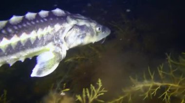 Kamera, Rus mersin balığını (Acipenser gueldenstaedtii) izlemektedir..