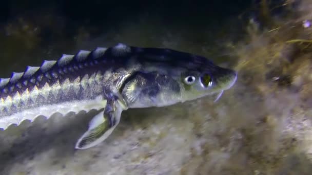 Danube Sturgeon Azov Black Sea Sturgeon Acipenser Gueldenstaedtii Swims Slowly — Stock Video