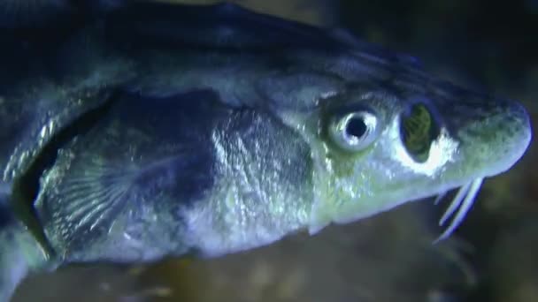 바닥을 수영으로 카메라는 다이아몬드 Sturgeon 러시아 Sturgeon Acipenser Gueldenstaed 머리를 — 비디오