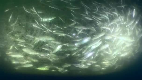 Риба Всередині Комерційної Рибальської Мережі Коли Мережа Піднімається Зменшується Густина — стокове відео