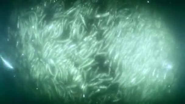 Рыба Внутри Коммерческой Рыболовной Сети Рыбаки Начинают Поднимать Сеть Объем — стоковое видео