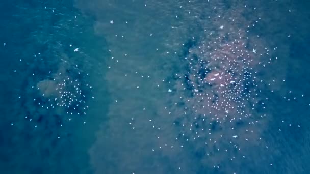 Miejsce Podwodnego Zrzutu Ścieków Morza Morze Patrzy Nas Wyrzutem Kamera — Wideo stockowe