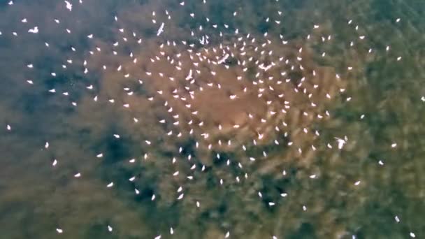 海に下水を排出する カメラは海の深さから上昇する茶色の水球で垂直に下に見え 海藻を引き付ける 海洋排出は重要な環境問題である — ストック動画