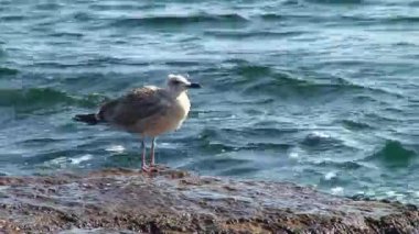 Yılan Adası 'nın faunası - dalgaların püskürtüldüğü bir kıyı taşında genç bir Avrupa ringa martısıdır (Larus argentatus). Karadeniz, Ukrayna.