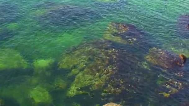 Podvodní Krajina Siluety Kamenů Pokrytých Řasami Mělké Mořské Vodě Jsou — Stock video