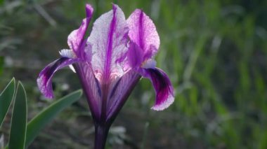 Güzel, açık mor bir Pigme zambağı ya da Cüce iris (Iris pumila) çimenli bir yamaçta, yakın planda, arka planda.