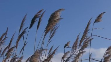 Olgun kamış tohumlarına sahip bir ırk (Phragmites australis) rüzgarla mavi gökyüzüne karşı sallanır..