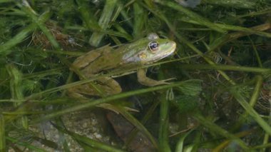 Yüzen su bitkileri üzerine havuz kurbağası (Pelophylax ders), göz kırpma, yan görüş, orta çekim.