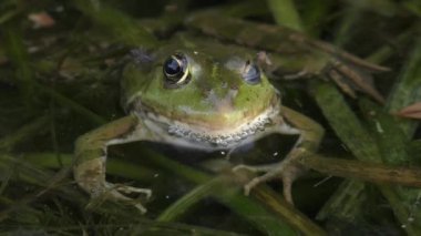 Yüzen su bitkileri üzerine havuz kurbağası (Pelophylax ders), göz kırpma, ön görüş, portre.