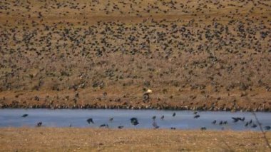 Dev bir sığırcık sürüsü (Sturnus vulgaris) donmuş bir nehrin kıyısında beslenir ve sonraki anda birlikte havalanır..