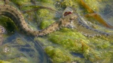 Dice Snake (Natrix tessellata) sürüleri yüzen bitkiler boyunca balık yakaladı, yakın plan.