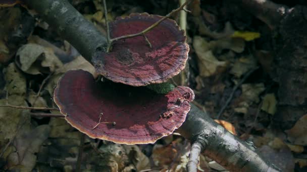 落叶乔木树干上生锈的多孔菌丝 — 图库视频影像