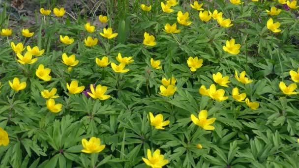 Gran Cantidad Anémona Amarilla Anémona Buttercup Anemone Ranunculoides Bosque Primavera — Vídeo de stock
