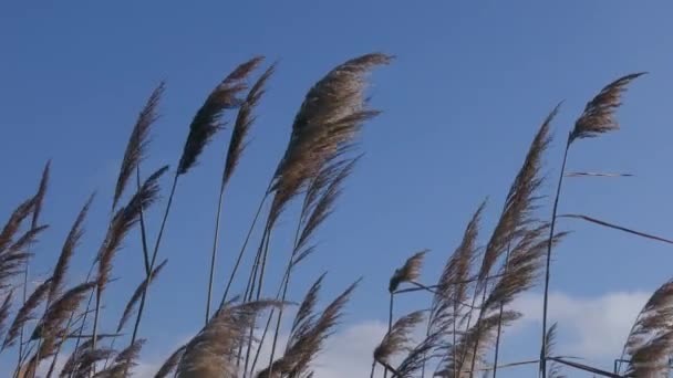 Wyścigi Dojrzałymi Nasionami Trzciny Zwyczajnej Phragmites Australis Kołyszą Się Wiatrem — Wideo stockowe