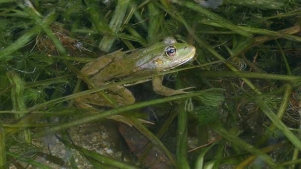 Žába Bazénová Pelophylax Lessonae Plovoucích Vodních Rostlinách Mrknutí Oka Postranní — Stock video