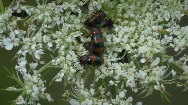 Grupa Chrząszczy Liściastych Coptocephala Unifasciata Białych Kwiatach Zbliżenie — Wideo stockowe
