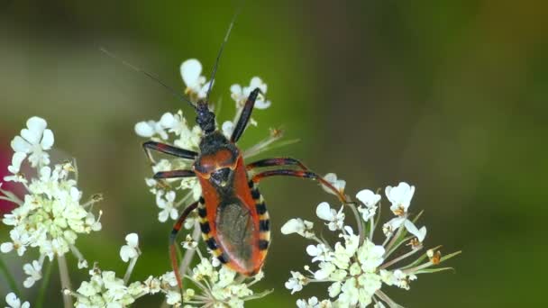 捕食性的红刺虫 Rhynocoris Iracundus 爬行在白色的花朵 顶部视图 — 图库视频影像