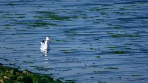 黑头海鸥 Chroicocephalus Ridibundus 正在海滨附近的海藻中寻找猎物 — 图库视频影像