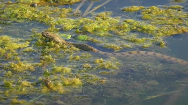 Dice Snake Natrix Tessellata Στηρίζεται Επιπλέοντα Υδρόβια Φυτά Σώμα Του — Αρχείο Βίντεο