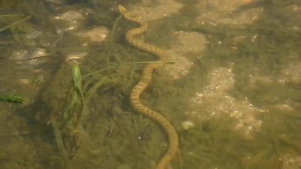 Würfelnatter Natrix Tessellata Kriecht Flachen Wasser Boden Entlang Fische Schwimmen — Stockvideo