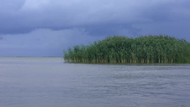 Donaudelta Gewone Rietstruiken Phragmites Australis Aan Zeekust Middelhoog Schot — Stockvideo