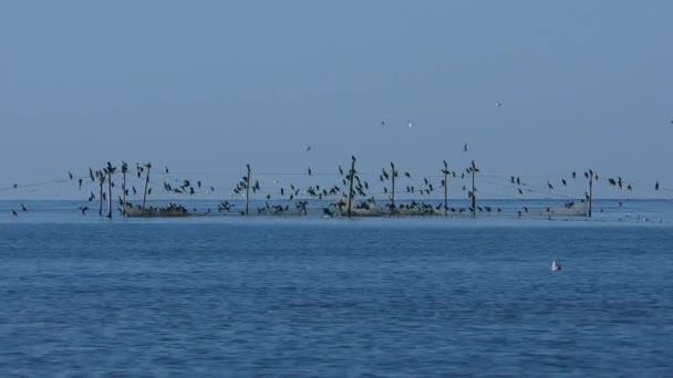 Ein Stationäres Fischernetz Dem Sich Eine Große Anzahl Von Vögeln — Stockvideo