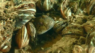 Uzaylı türü: Goby yuvasını Zebra Midyesi 'nin kabukları arasında yaptı (Dreissena polymorpha), yakın plan.