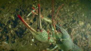 Nehrin dibindeki Tuna kerevitleri (Pontastacus leptodactylus), pençeleriyle kamera lensine doğru tehditkar hareketler yapar ve çerçeveyi terk eder..