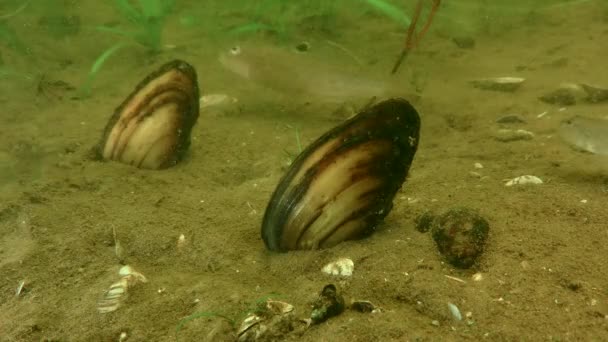 Zwei Süßwasser Malermuscheln Unio Pictorum Halb Boden Vergraben — Stockvideo