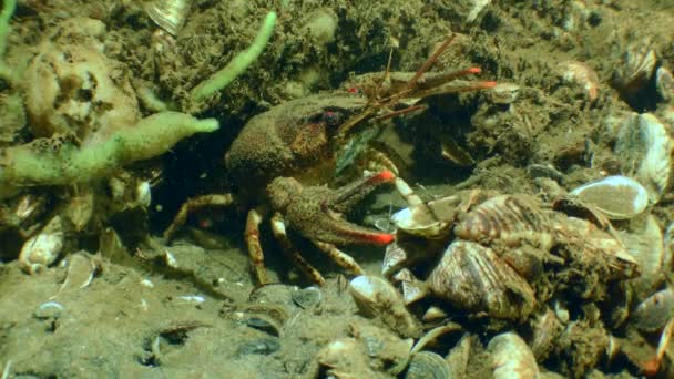Широкий Кіготь Crayfish Astacus Astacus Біля Входу Його Нори Оборонній Стокове Відео 