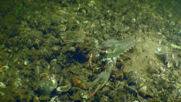 Широкий Кіготь Crayfish Astacus Astacus Повзає Вздовж Дна Покритого Мушлями — стокове відео