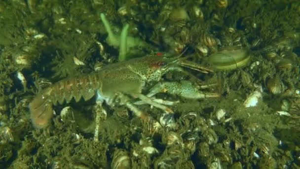 欧洲小龙虾或诺贝小龙虾 Astacus Astacus 缓慢地沿着覆盖着斑马鱼的河床爬行 然后离开框架 呈对角线运动 — 图库视频影像