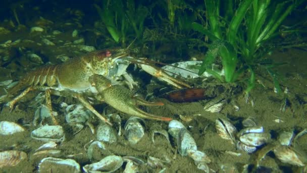 多瑙河螃蟹 Pontastacus Leptodactylus 缓慢地沿着河底爬行 用脚感受河底寻找食物 — 图库视频影像