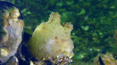 Ascidian Molgula euprocta deniz tabanının zemininde midyelerle kaplanmış bir kayanın üzerinde.