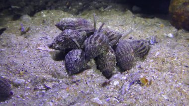 Netted Dog Whelk (Nassarius reticulatus) gastropodları, deniz hayvanlarının öldüğü yerde çok sayıda birikir..